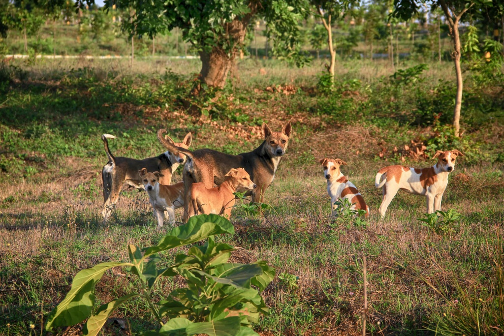 Hosur Farmland Villa Plots near Bangalore Alakananda Hosur