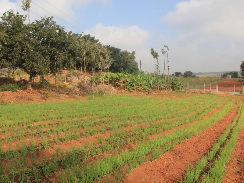 Hosur Farmland Villa Plots near Bangalore Alakananda Hosur