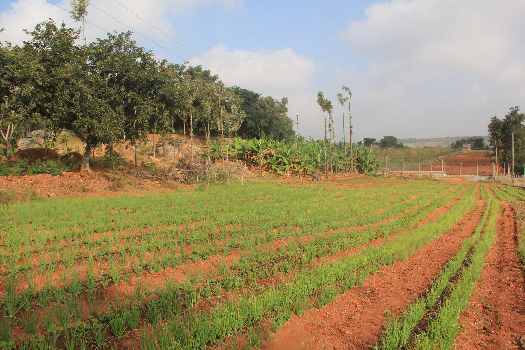 Hosur Farmland Villa Plots near Bangalore Alakananda Hosur